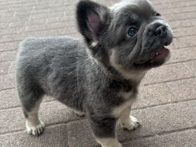 Schöne Französische Bulldoggen Welpen Abgabebereit