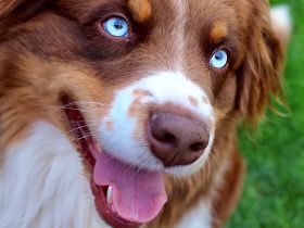 Blue Diamonds Milow Erfahrener Deckrüde Australian  Shepherd