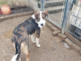 Wunderschöne Pyrenäenberghund und Schweizer Berner Sennhund Mischlings Welpen abzugeben