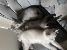 BKH mix mit Russisch Blau