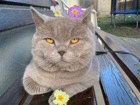 Britisch Kurzhaar Deckkater