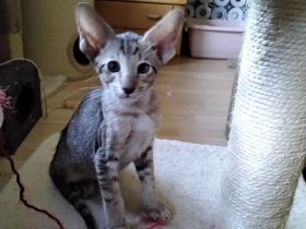 Siam und OKH Kitten, Stammbaum, Impfungen, Chip