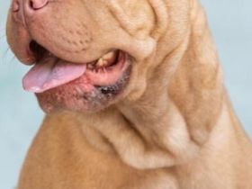 Alternativ Bulldogge