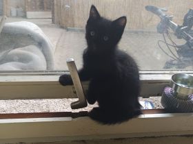 Kitten suchen ein liebevolles Zuhause