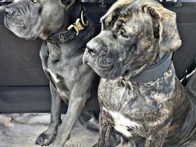 CANE CORSO Welpen Familienaufzucht im Tal