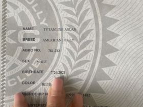 American Bully zu verkaufen