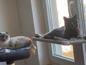 2 britisch kurz Haar Katze