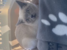 Britisch kurzhaarkatze