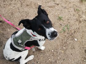 Mischlingshuendin American Shephard