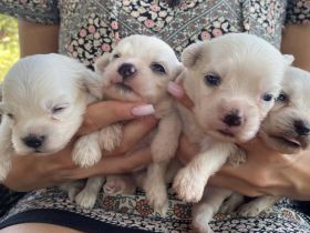 Malteser Welpen sofort abgabebereit