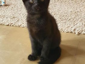 Kater schwarz getigert