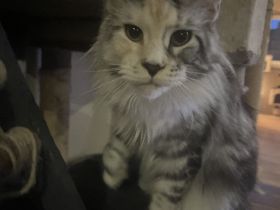 Maine Coon