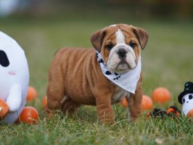 Reinrassige Freiatmende Englische Bulldogge Welpen auf Familiensuche