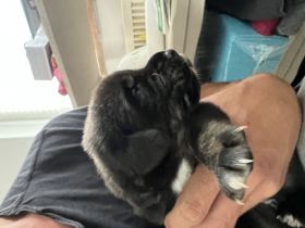 Tibet Dogge, Do Khyi Mix