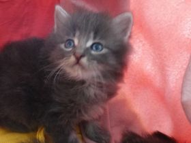 Wunderschöne Wald katzenbabys , Kitten