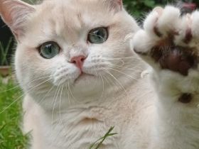 Von der Villa Goldrose