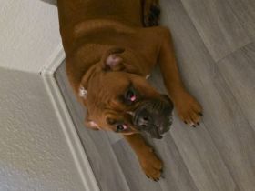 Old englische Bulldogge