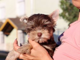 Chocolate und biro yorkshire terrier aus Europameister Verpaarung (Lieferung ist möglich)
