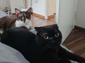 BKH und EKH Kater suchen neues Zuhause