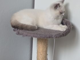 Katzenkitten mit Stammbaum