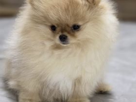 Reinrassige Pommeranian Zwergspitz Welpen Boo