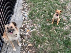 Mischlingshunde aus Rumänien