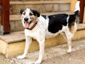 Verschmuste Dreibeinerin Angeliki sucht liebevolles Zuhause