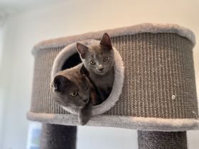 Chartreux / Kartäuser Kätzchen suchen ein Zuhause