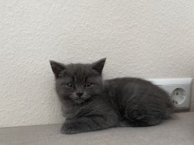 BKH-Mix Kater , 3 Monate alt