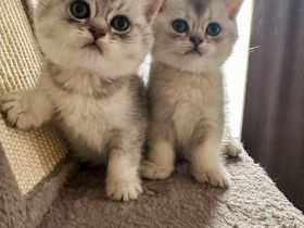 Bkh silver blue point shaded  mit Stammbaum