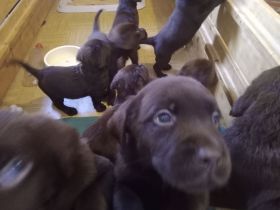 Labrador Welpen Farbe Schoko sofort Abgabebereit