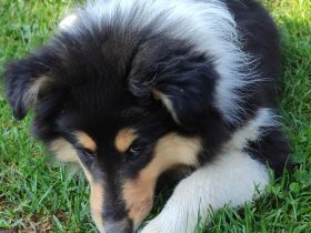 Wunderschöne Collie Welpen Haus VDH Zucht