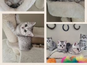 zuckersüße reinrassige BKH Kitten