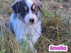 Border Collie Welpen mit Papieren - TRICOLOR