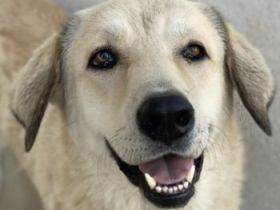 Lanea, geb. ca. 08/2023, lebt in GRIECHENLAND, im städt. Tierheim Serres