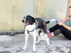 Reah wünscht sich ein Zuhause!