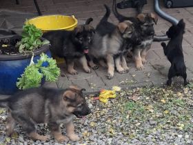 Wunderschöne, lebensfrohe Schäferhundwelpen mit geradem Rücken abzugeben