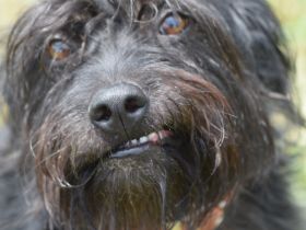 Elmo, freundlicher, verschmuster, anhänglicher Mischlingsjunge (Bouvier), 45 cm groß, 5 Jahre alt