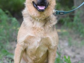 Podrik, freundlicher, sehr verschmuster Handicap Rüde, knapp 3 Jahre alt, 40 cm, Dreibeinchen