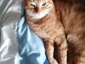 Ich verkaufe Dringend ein roten Kater