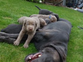 Achtung Abgabebereit : nur noch 1 wunderschöne Labrador Welpe in der Farbe Charcoal