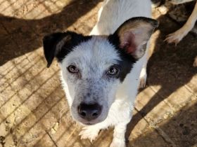 KOBOLD   ca.3-jähriger, wunderschöner Rüde, ca. 45 cm, seit Welpe im Tierheim