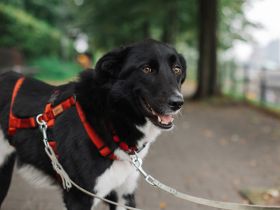 Lino sucht sein Für-Immer-Zuhause