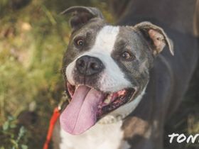 Tony, Am. Staffordshire-Pittbull Terrier-Mix, geb. 2013, Kraftpaket su. Kenner mit Führungsqualitäte