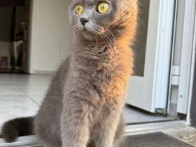 Britisch kurzhaar Kätzchen