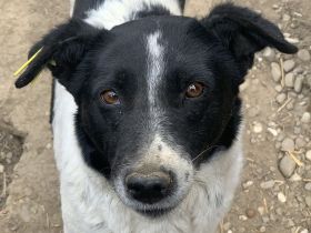 ANGEL  ca. 5-jährige, ruhige Hündin, ca. 46 cm, sehnt sich nach Zuwendung