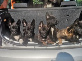 American Akita/Deutscher Schäferhund Mischlinge