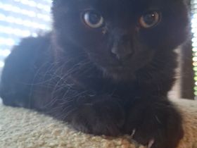 Zauberhafte BK Mix Kitten