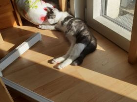 Samy EKH Kitten 13 Wochen alt