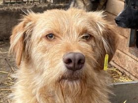 FABRIZIO  ca. 3 1/2-jähriger, freundlicher Rüde, ca.59 cm,hat bernsteinfarbene Augen/rotbraunes Fell